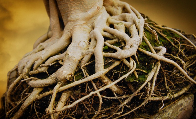 Beware of the Root of&nbsp;Bitterness