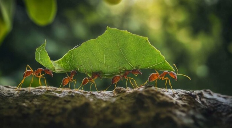 A Lesson from the&nbsp;Ants
